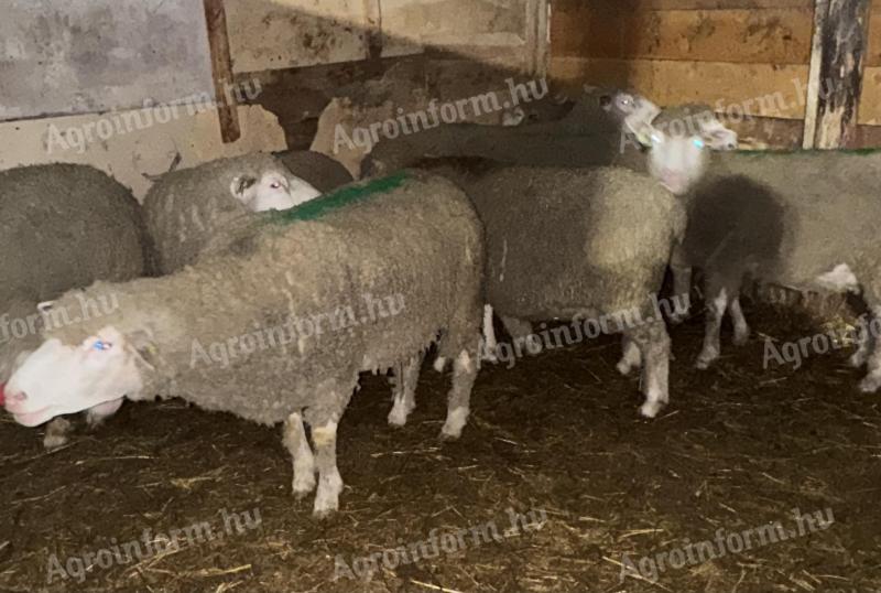 Vágó juhok eladók