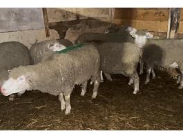 Vágó juhok eladók