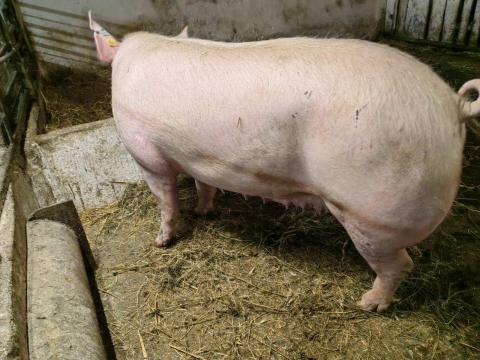 Selejt koca eladó Selejt koca eladó