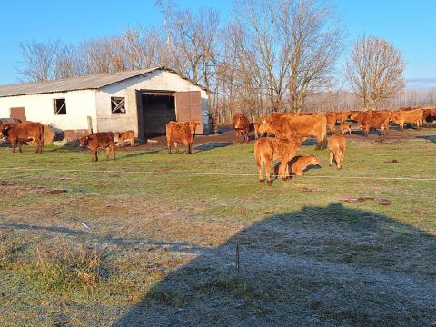 Limousin borjak eladok Limousin borjak eladok