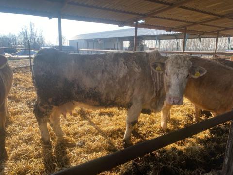 Tehén, vágótehén Tehén, vágótehén