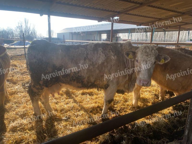 Tehén, vágótehén