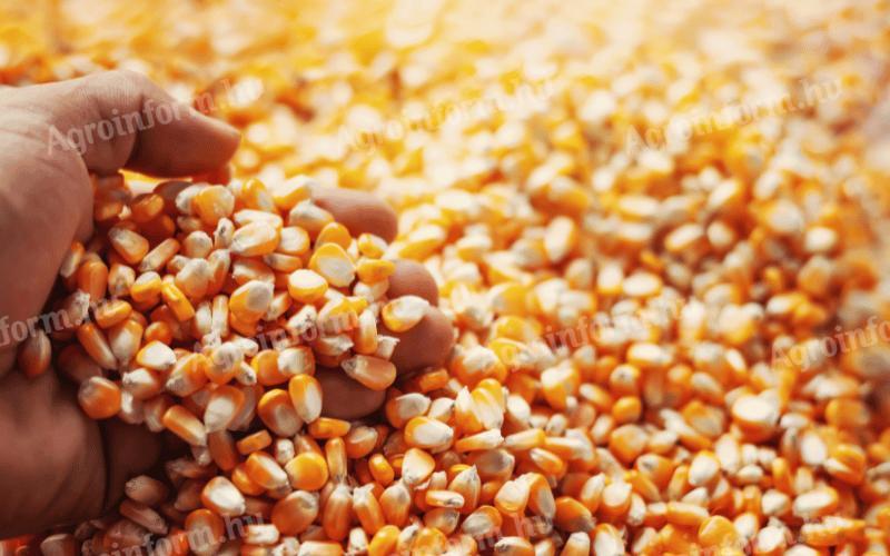 Eladó kukorica Gombán