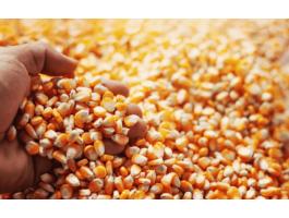 Eladó kukorica Gombán