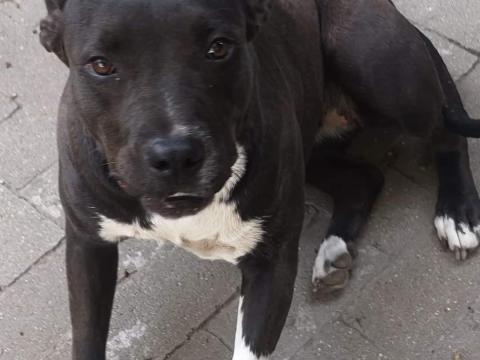 Am Staff kutya Am Staff kutya