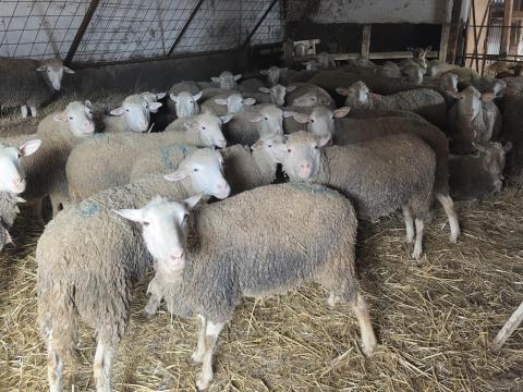 40 db fiatal juh eladó 40 db fiatal juh eladó