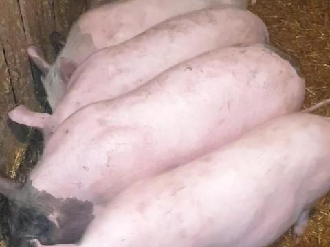 Eladó 6 db 35-40 kg-os süldő Eladó 6 db 35-40 kg-os süldő