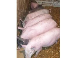 Eladó 6 db 35-40 kg-os süldő