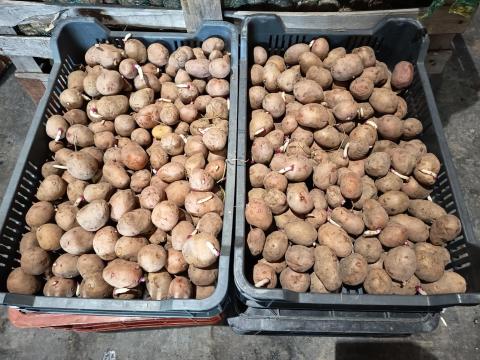 Balatoni Rózsa UT2 burgonya vetőmag eladó Balatoni Rózsa UT2 burgonya vetőmag eladó