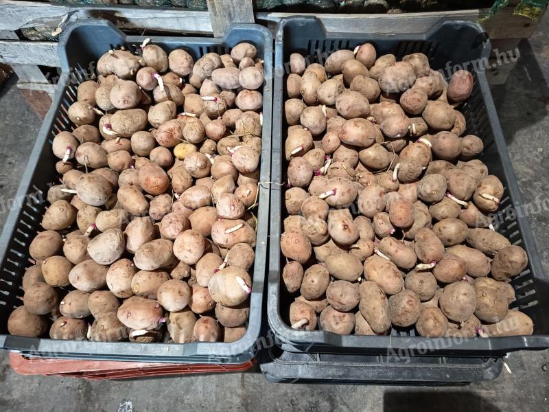 Balatoni Rózsa UT2 burgonya vetőmag eladó