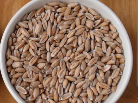 Tönkölybúza eladó, vegyszermentes termesztésből Tönkölybúza eladó, vegyszermentes termesztésből