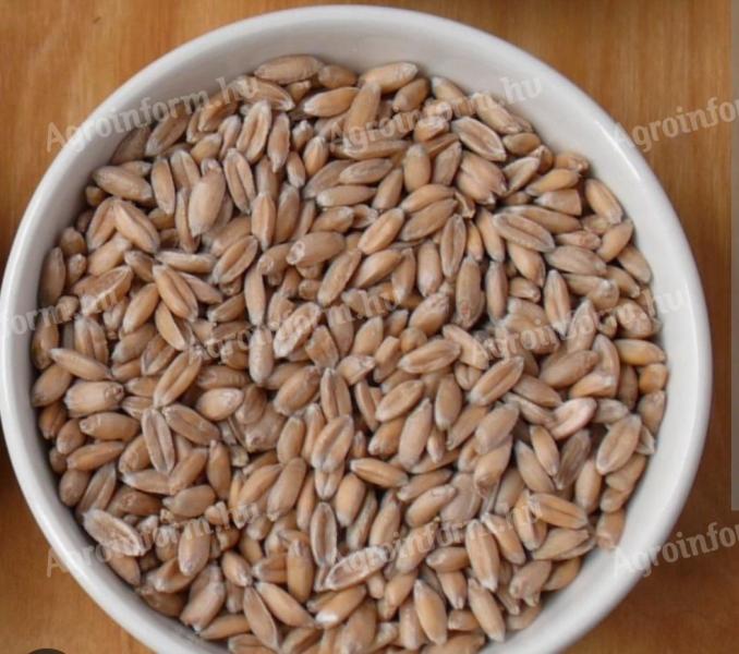 Tönkölybúza eladó, vegyszermentes termesztésből