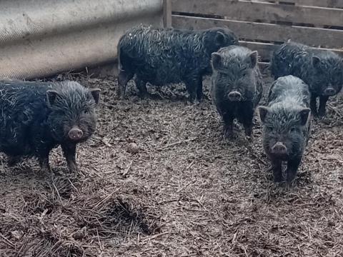 Vietnámi mix malacok eladók Vietnámi mix malacok eladók