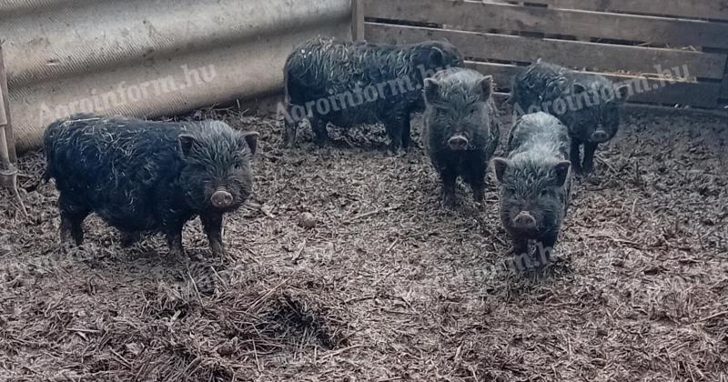 Vietnámi mix malacok eladók