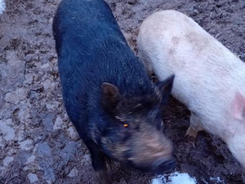 Vietnámi csüngő hasú keverék kan eladó Vietnámi csüngő hasú keverék kan eladó