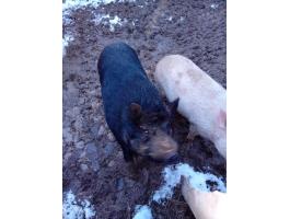 Vietnámi csüngő hasú keverék kan eladó