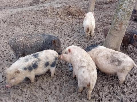 Vietnámi mix malacok eladók Vietnámi mix malacok eladók