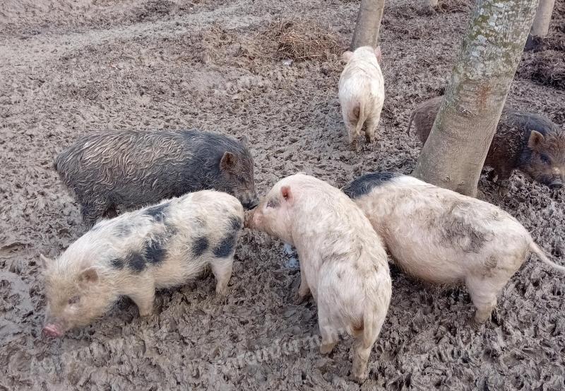 Vietnámi mix malacok eladók