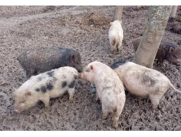 Vietnámi mix malacok eladók