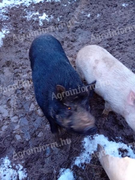 Vietnámi csüngő hasú koca és kan eladó