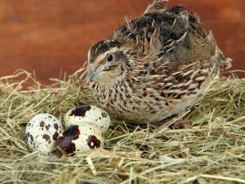 Tojó fürjek Tojó fürjek