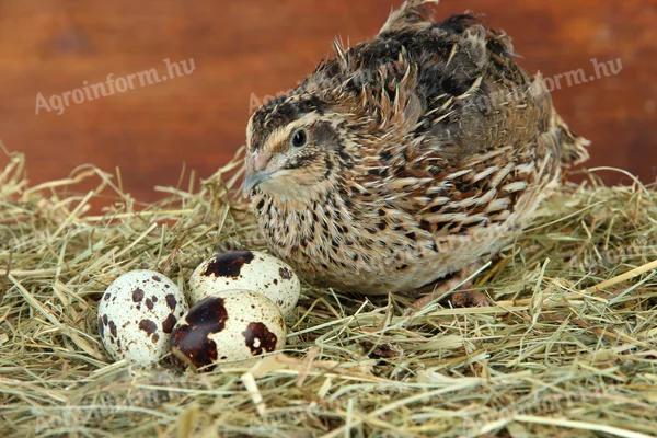 Fiatal gazdasági tojó fürjek eladók