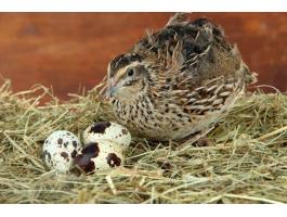 Fiatal gazdasági tojó fürjek eladók