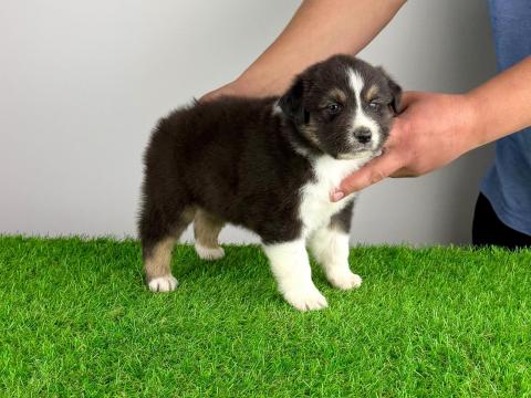 Törzskönyves Ausztrál juhászkutya kiskutya Törzskönyves Ausztrál juhászkutya kiskutya