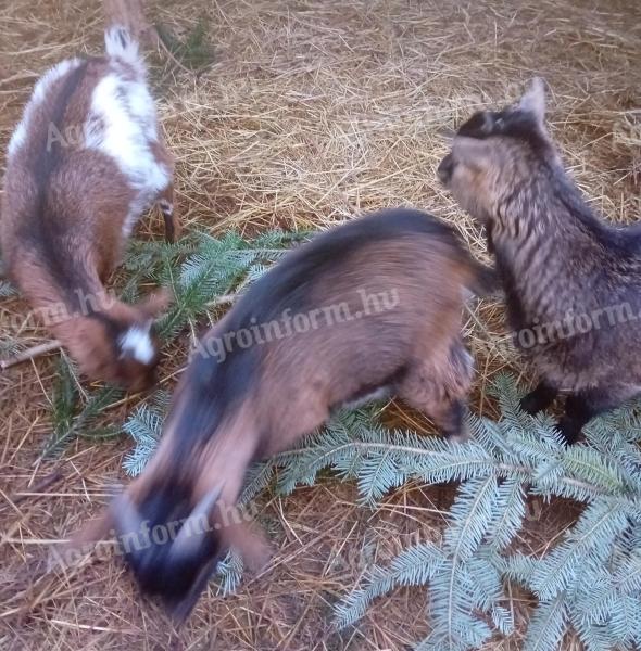 Törpe kecske eladó