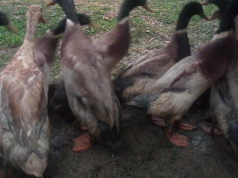 Magyar kacsák eladók, vegyes ivarban, ivarérett korban Magyar kacsák eladók, vegyes ivarban, ivarérett korban