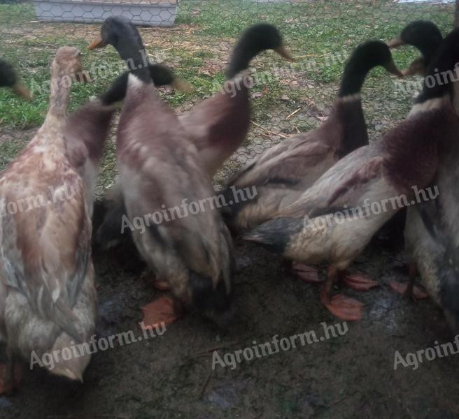 Magyar kacsák eladók, vegyes ivarban, ivarérett korban