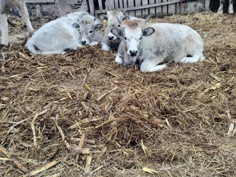 3 db 6-7 hónapos magyar szürke üsző borjú eladó! 3 db 6-7 hónapos magyar szürke üsző borjú eladó!
