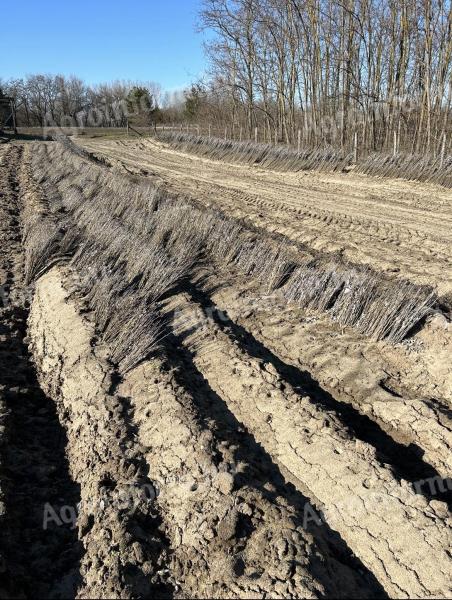 Szürkenyár csemete 40/60 cm