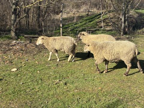 Eladó Juh Eladó Juh