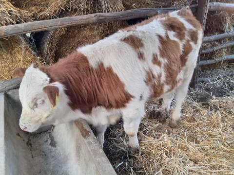 Bikaborjak eladók Bikaborjak eladók