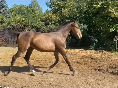 Eladó herélt csikó Eladó herélt csikó