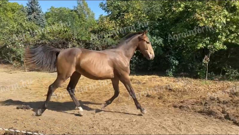 Eladó herélt csikó