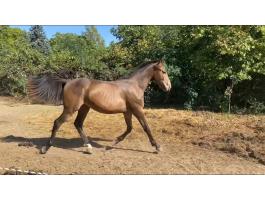 Eladó herélt csikó