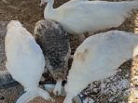 Pávák vegyes színben Pávák vegyes színben