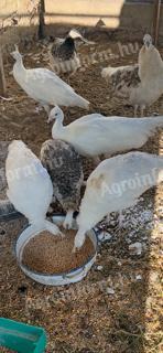 Pávák vegyes színben