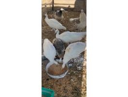 Pávák vegyes színben