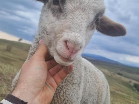 Agrármérnök állás Agrármérnök állás