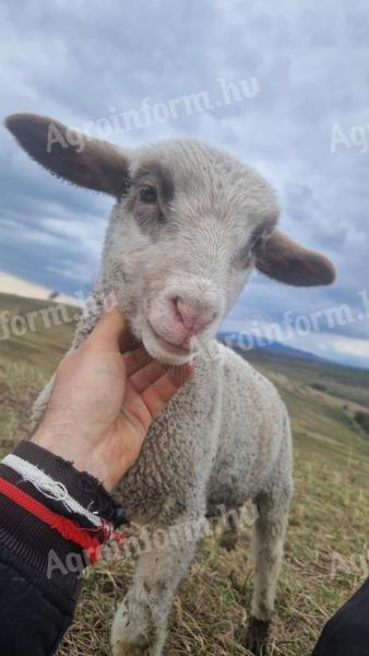 Agrármérnök állás