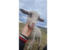 Agrármérnök állás