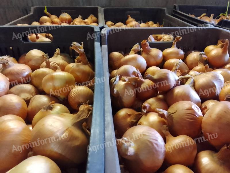 Vöröshagyma eladó