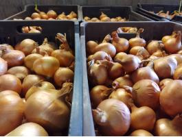 Vöröshagyma eladó