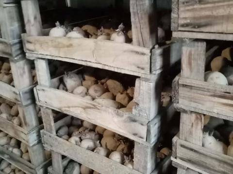 Vetőburgonya eladó Balástyán – Memphis és Red Scarlet fajták