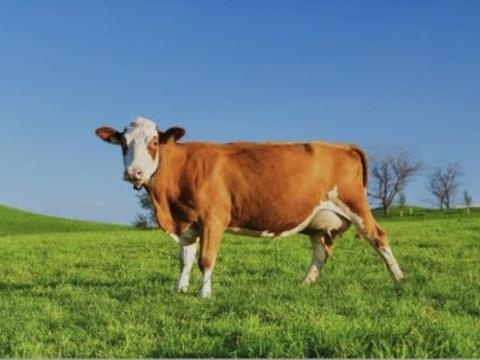 Vágó marha, selejt marhát vennénk Vágó marha, selejt marhát vennénk