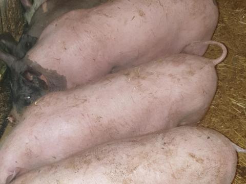 Eladó 6 db süldő Eladó 6 db süldő