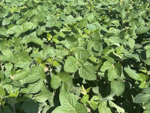 KAPRAL – Korai, nagy terméspotenciállal rendelkező szója KAPRAL – Korai, nagy terméspotenciállal rendelkező szója